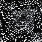 60" Modal Spandex Jaguar Skull Skeleton Print Jersey Knit Fabric By the Yard - APC Fabrics